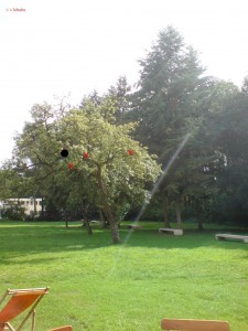 Ball im Baum