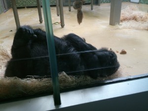 Kleiner Gorilla im Zoologischen Garten Berlin hat es sich gemütlich gemacht.