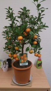 Profil des kleinen Orangenbaums im Büro.