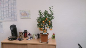 Kleiner Orangenbaum auf dem Büroschrank.